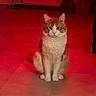 cat, cats, orange_cat, white_cat, tabby, sitting, indoors, home, floor, portrait, pet, animal, upright, front_facing, whiskers, ears, tail, red_lighting, background_cat, serious_expression