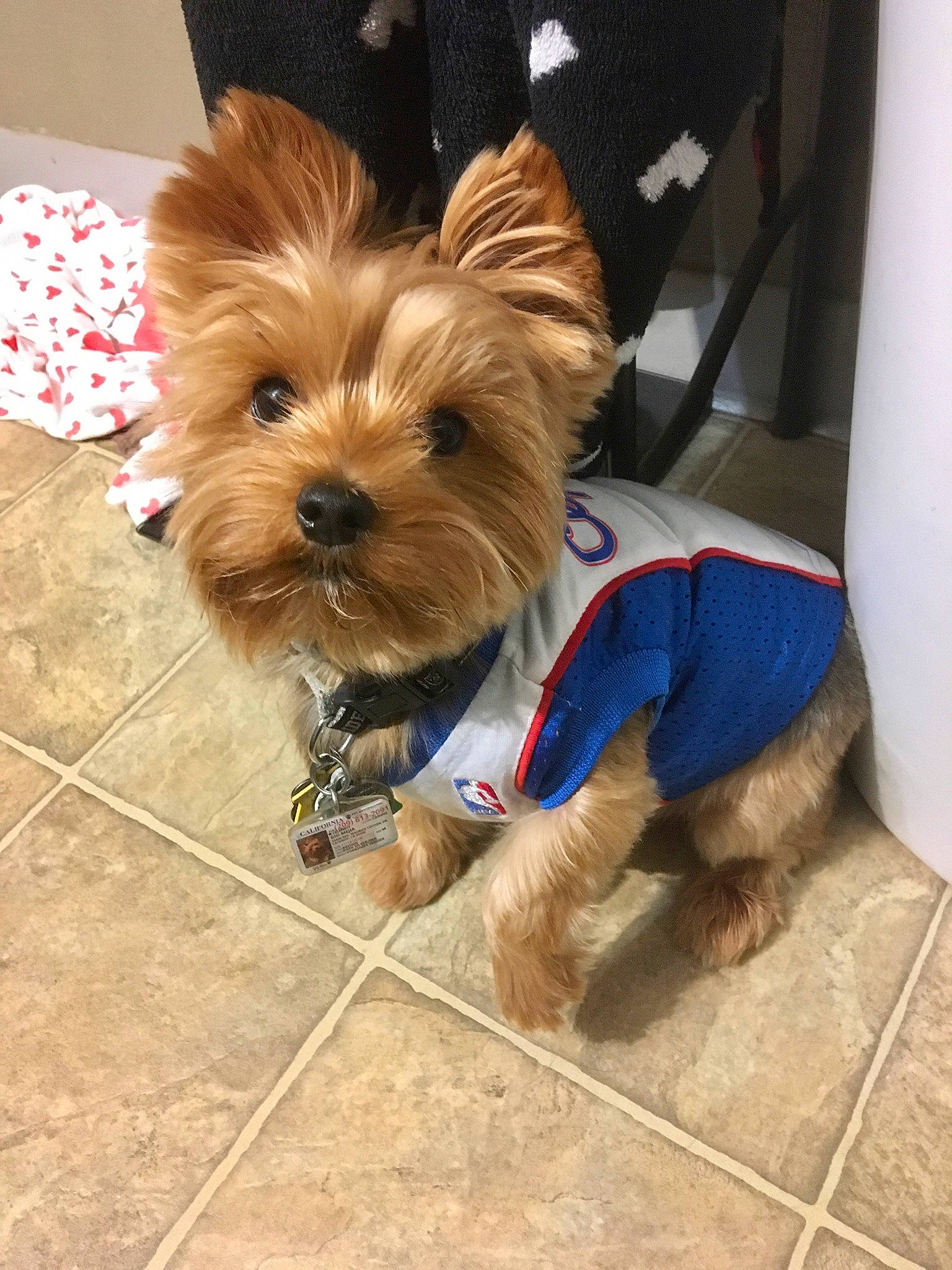 Gio joined the competition — help win amazing prizes! australian_silky_terrier, australian_terrier, cairn_terrier, canidae, carnivore, companion_dog, dog, dog_breed, dog_clothes, maltepoo, mammal, morkie, norwich_terrier, puppy, small_terrier, terrier, toy_dog, vertebrate, yorkipoo, yorkshire_terrier