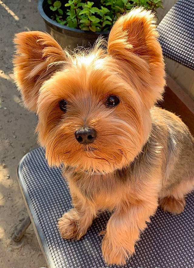 Gio joined the competition — help win amazing prizes! australian_silky_terrier, australian_terrier, biewer_terrier, cairn_terrier, canidae, carnivore, companion_dog, dog, dog_breed, mammal, norwich_terrier, puppy, rare_breed_dog, small_terrier, snout, terrier, toy_dog, vertebrate, yorkipoo, yorkshire_terrier