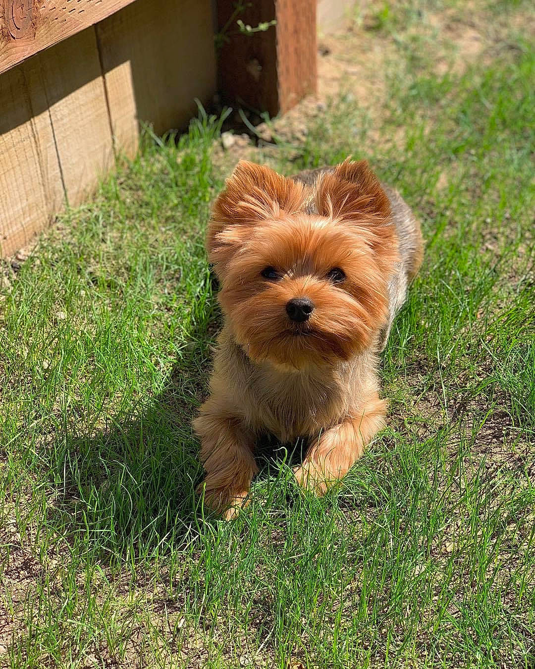Gio joined the competition — help win amazing prizes! canidae, carnivore, companion_dog, dog, dog_breed, glen_of_imaal_terrier, grass, maltepoo, mammal, morkie, norfolk_terrier, norwich_terrier, puppy, rare_breed_dog, small_terrier, terrier, toy_dog, vertebrate, yorkipoo, yorkshire_terrier