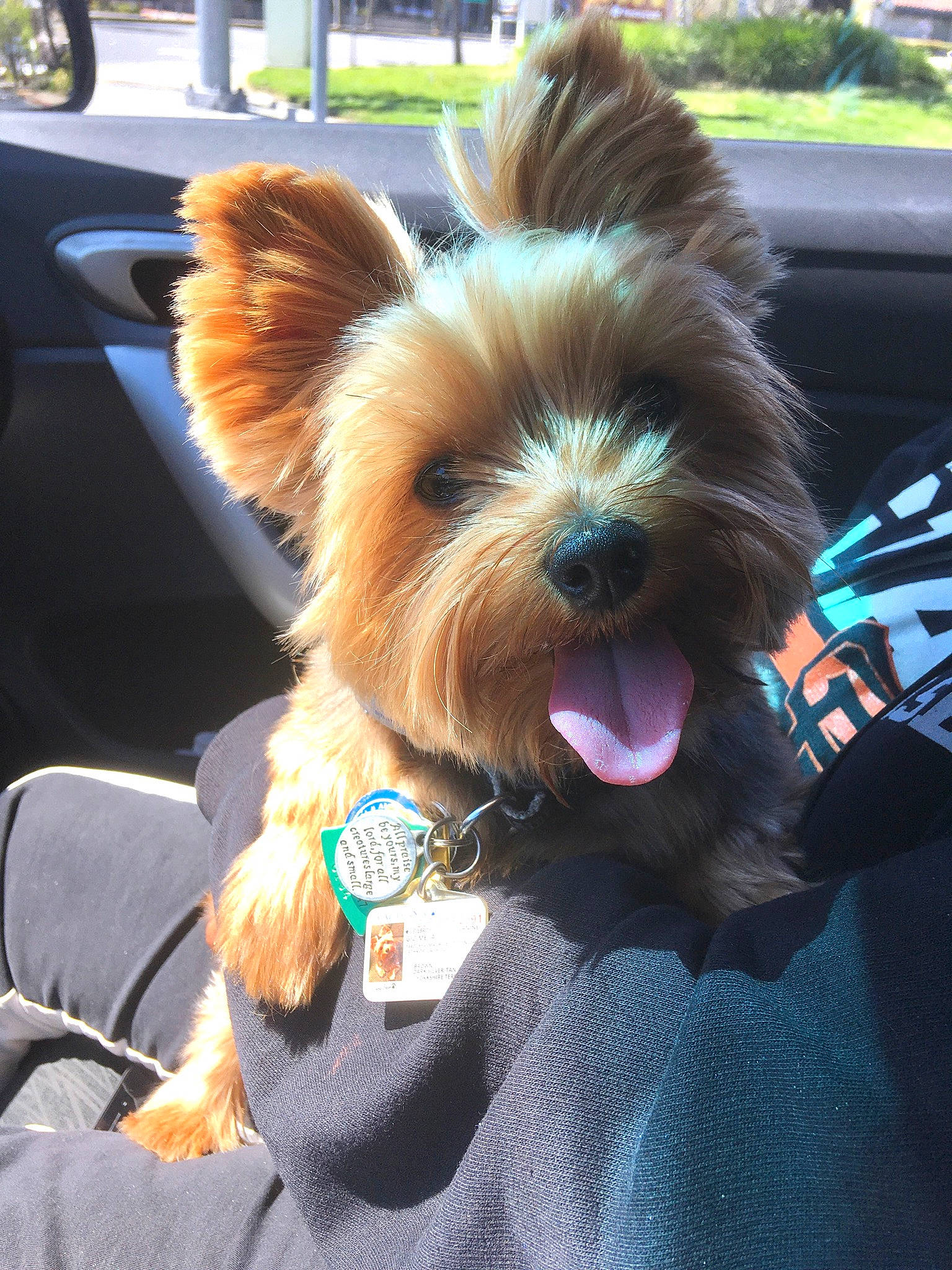 Gio is registered to the contest to win money with this photo: biewer_terrier, cairn_terrier, canidae, carnivore, companion_dog, dog, dog_breed, dog_clothes, ear, eyewear, mammal, morkie, puppy, small_terrier, snout, sunglasses, terrier, toy_dog, yorkipoo, yorkshire_terrier