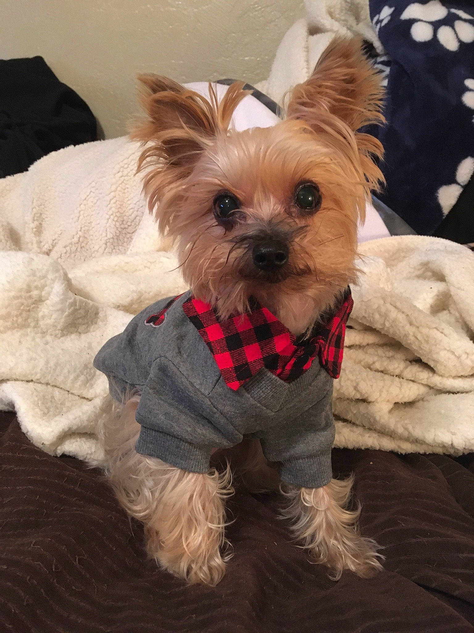 Enzo joined the competition — help win amazing prizes! biewer_terrier, cairn_terrier, canidae, carnivore, chinese_imperial_dog, companion_dog, dog, dog_breed, dog_clothes, maltepoo, mammal, morkie, puppy, rare_breed_dog, small_terrier, snout, terrier, toy_dog, yorkipoo, yorkshire_terrier