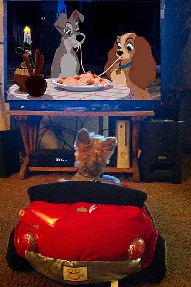 Enzo is registered to the contest to win money with this photo: animated_cartoon, animation, car, city_car, games, vehicle