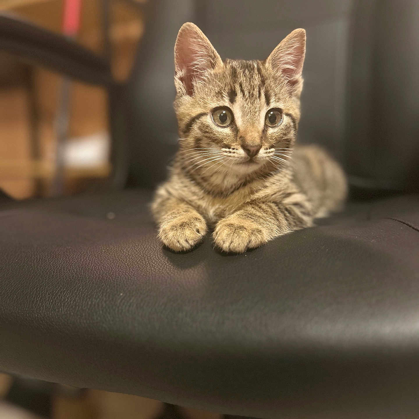 Simba participe au concours pour gagner de l'argent avec cette photo : abyssinian, angora, animal, cat, chair, egyptiancat, furniture, kitten, manx, person, pet