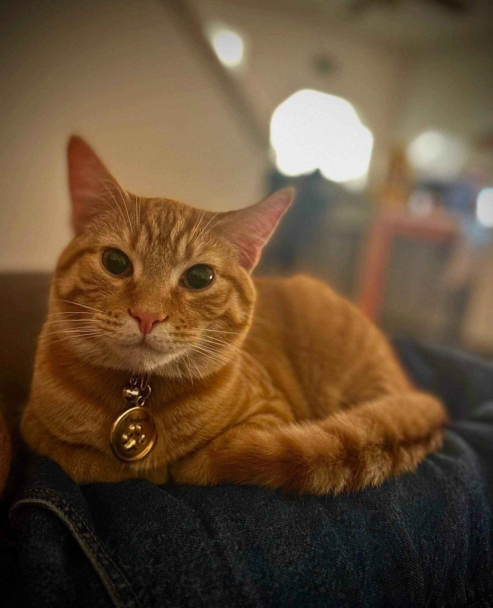 Cashew joined the competition — help win amazing prizes! carnivore, cat, claw, collar, comfort, domestic_short_haired_cat, ear, eye, fawn, felidae, fur, head, pet_supply, small_to_medium_sized_cats, snout, tail, terrestrial_animal, whiskers, window, wood