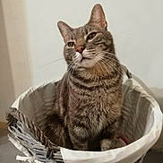 Crystal a rejoint le concours — aidez-le/la à gagner de superbes lots ! cat, tabby_cat, animal, pet, feline, portrait, sitting, basket, wicker, indoor, home, gray_fur, striped_fur, whiskers, ears, eyes, nose, chest, serious_expression, photography