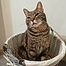 cat, tabby_cat, animal, pet, feline, portrait, sitting, basket, wicker, indoor, home, gray_fur, striped_fur, whiskers, ears, eyes, nose, chest, serious_expression, photography