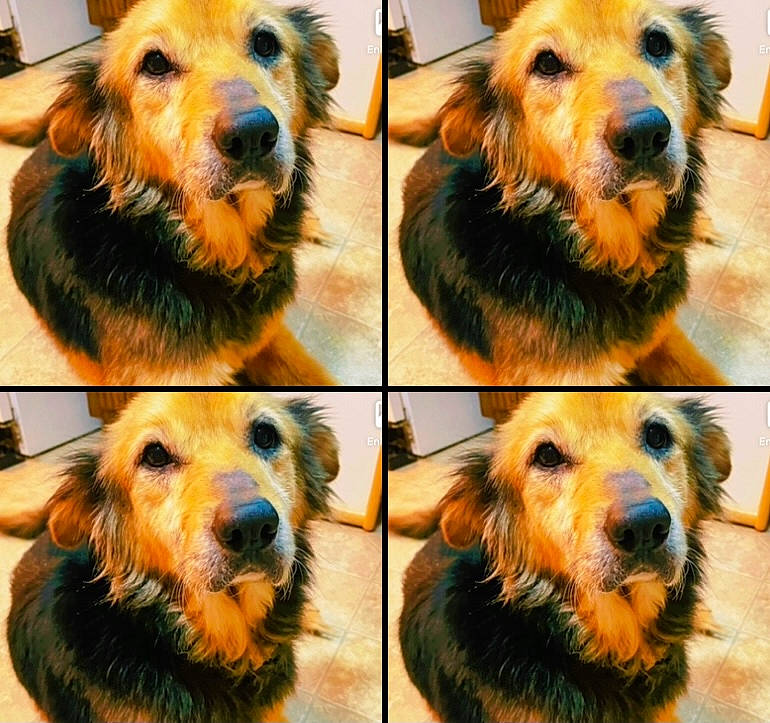 Georgia is registered to the contest to win money with this photo: art, carnivore, collage, companion_dog, dog, dog_breed, ear, flooring, fur, jaw, mammal, photograph, plant, rectangle, selfie, snapshot, snout, sporting_group, vertebrate, yellow