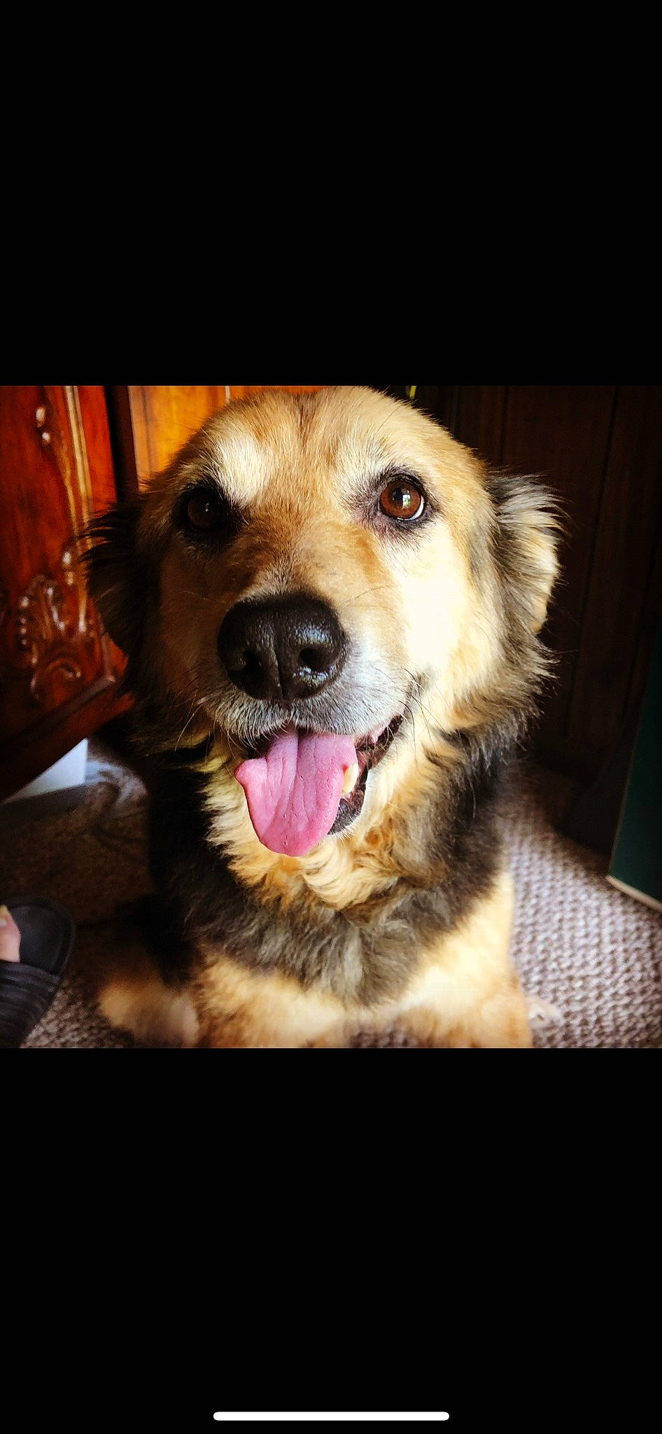 Georgia joined the competition — help win amazing prizes! ball, canidae, carnivore, clock, companion_dog, dog, dog_breed, ear, fang, fawn, fur, paw, plant, smile, snout, sporting_group, terrestrial_animal, whiskers, working_dog