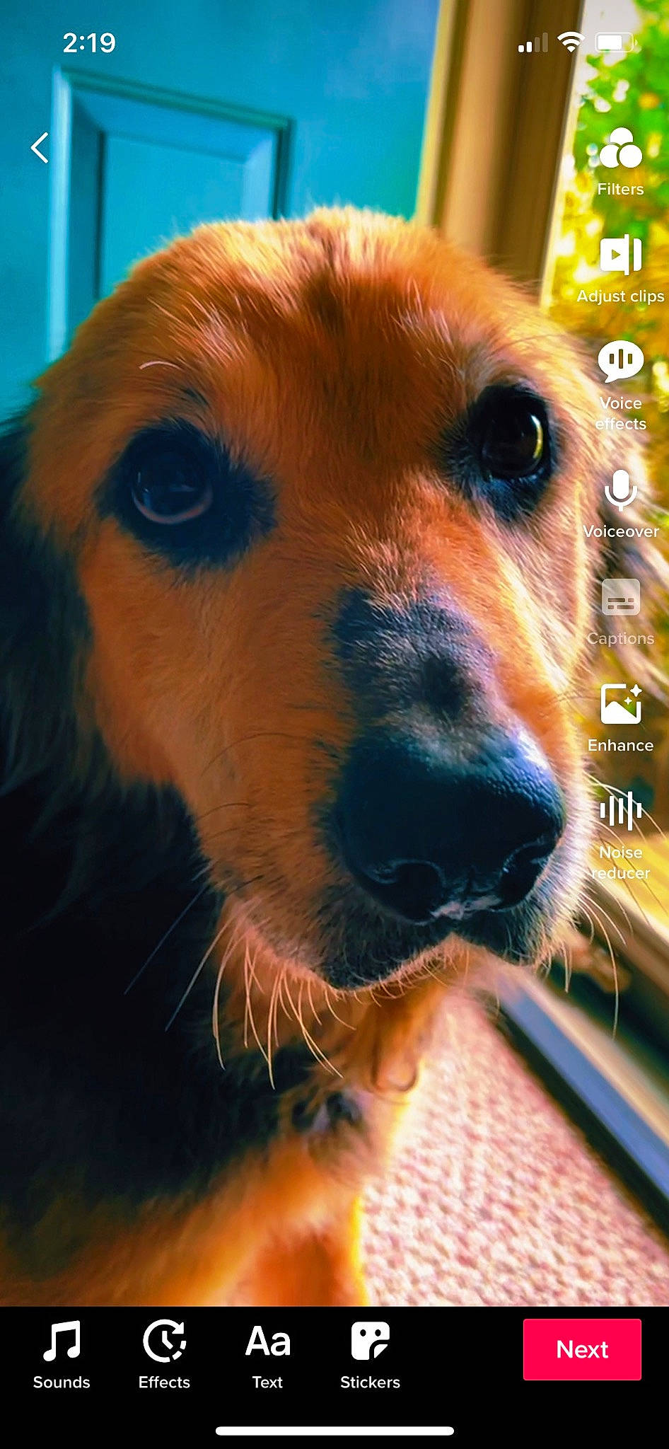 Georgia is registered to the contest to win money with this photo: ancient_dog_breeds, canidae, carnivore, companion_dog, display_device, dog, dog_breed, eye, fawn, fur, liver, photo_caption, plant, puppy, selfie, snout, sporting_group, terrestrial_animal, whiskers