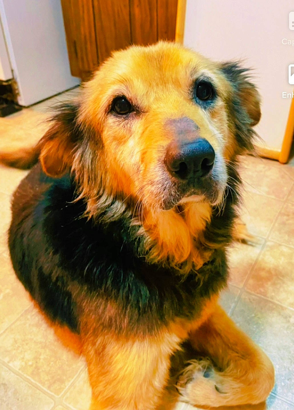 Georgia joined the competition — help win amazing prizes! canidae, carnivore, companion_dog, dog, dog_breed, dog_supply, fawn, flooring, fur, liver, paw, pet_supply, puppy, snout, sporting_group, tail, terrestrial_animal, whiskers, working_animal, working_dog