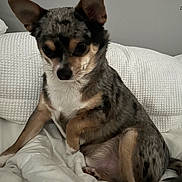 Smokey joined the competition — help win amazing prizes! dog, small_dog, bed, blanket, white_bedspread, pillow, indoor, pet, fur, ears, sitting, close_up, cute, animal, companion, resting, cozy, looking_down, home, speckled_fur