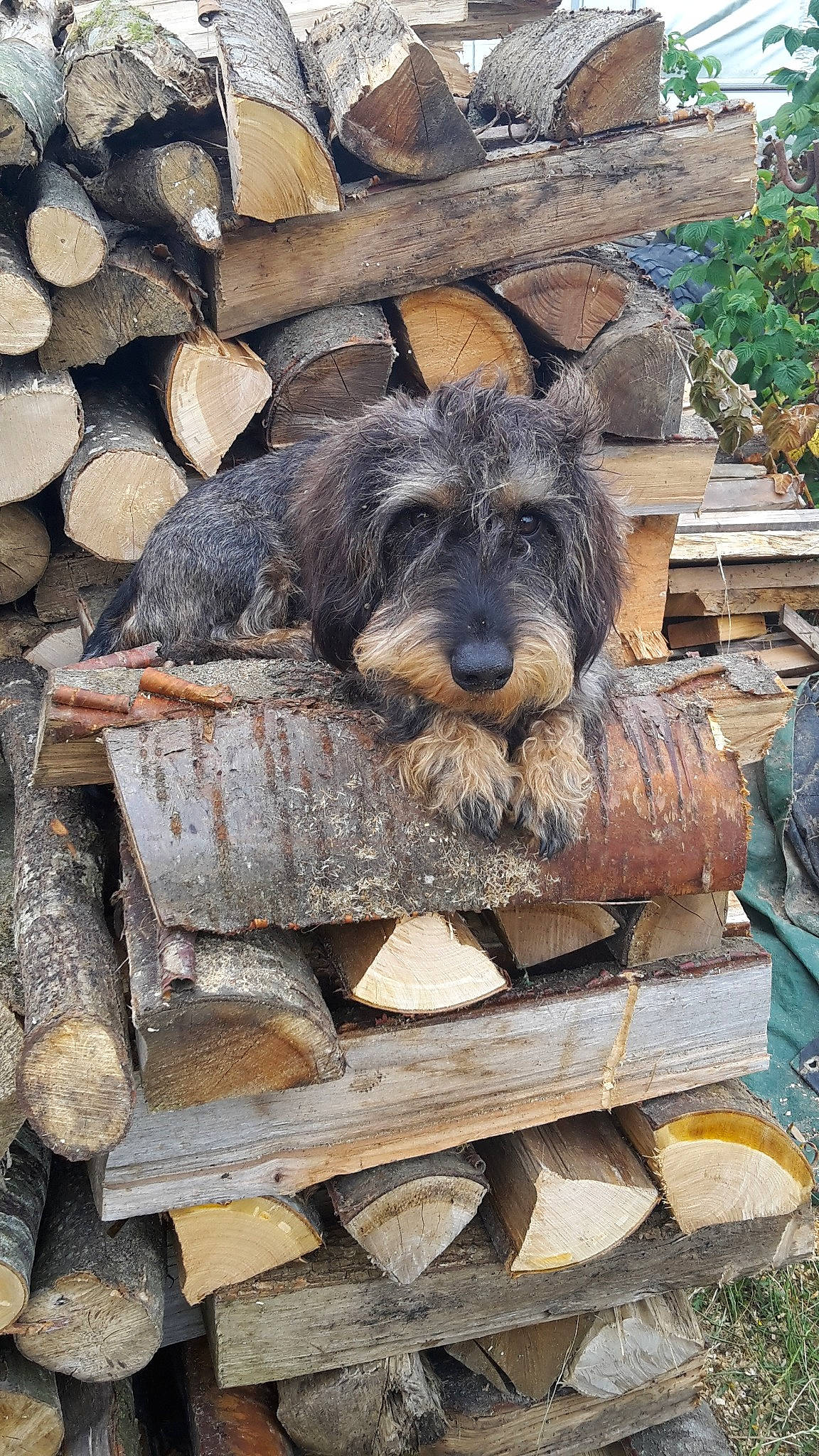 Guizmo participe au concours pour gagner de l'argent avec cette photo : canidae, carnivore, dog, dog_breed, snout, sporting_group, terrier, wood