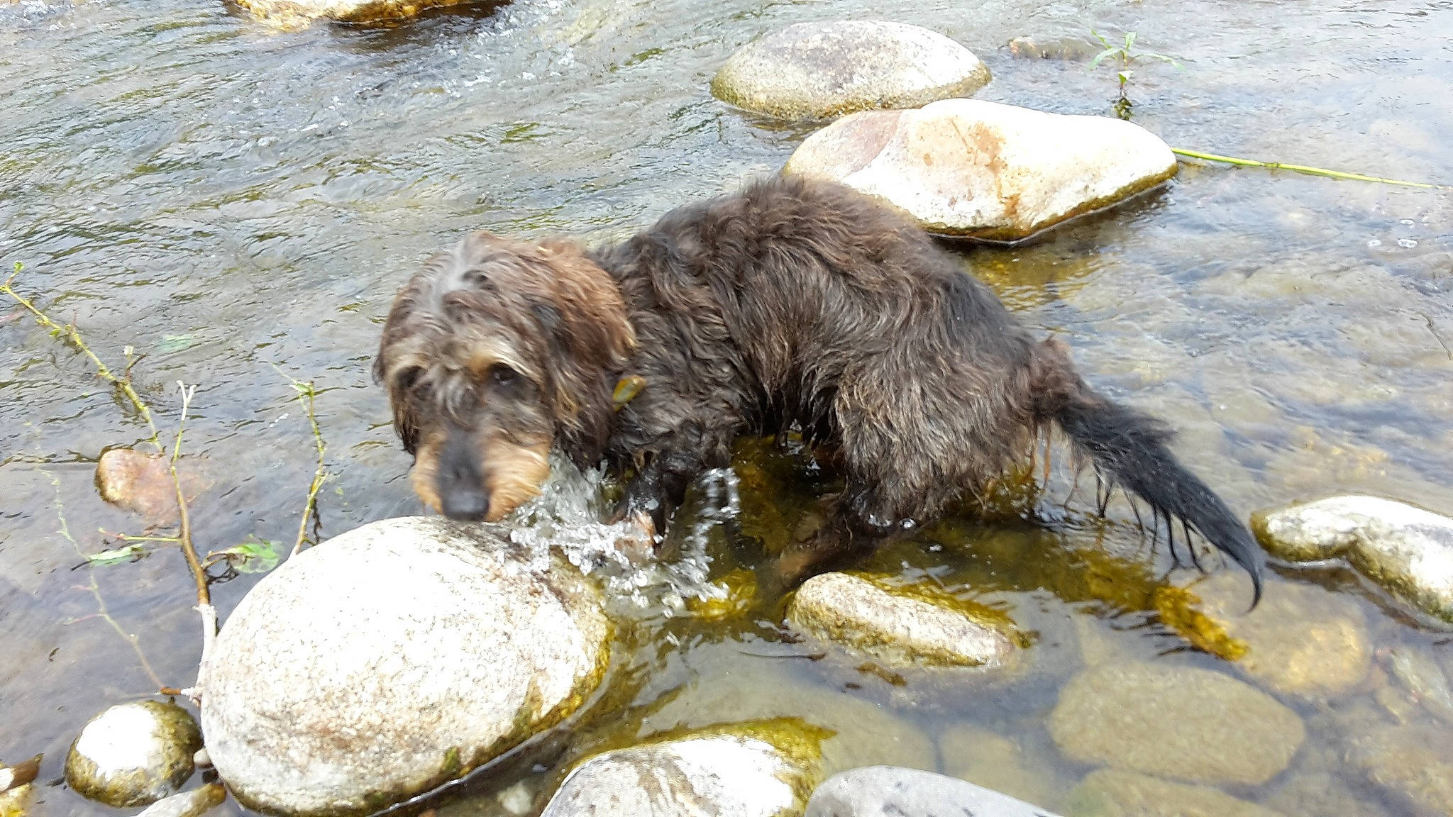 Guizmo a rejoint le concours — aidez-le/la à gagner de superbes lots ! canidae, carnivore, dog, dog_breed, sporting_group