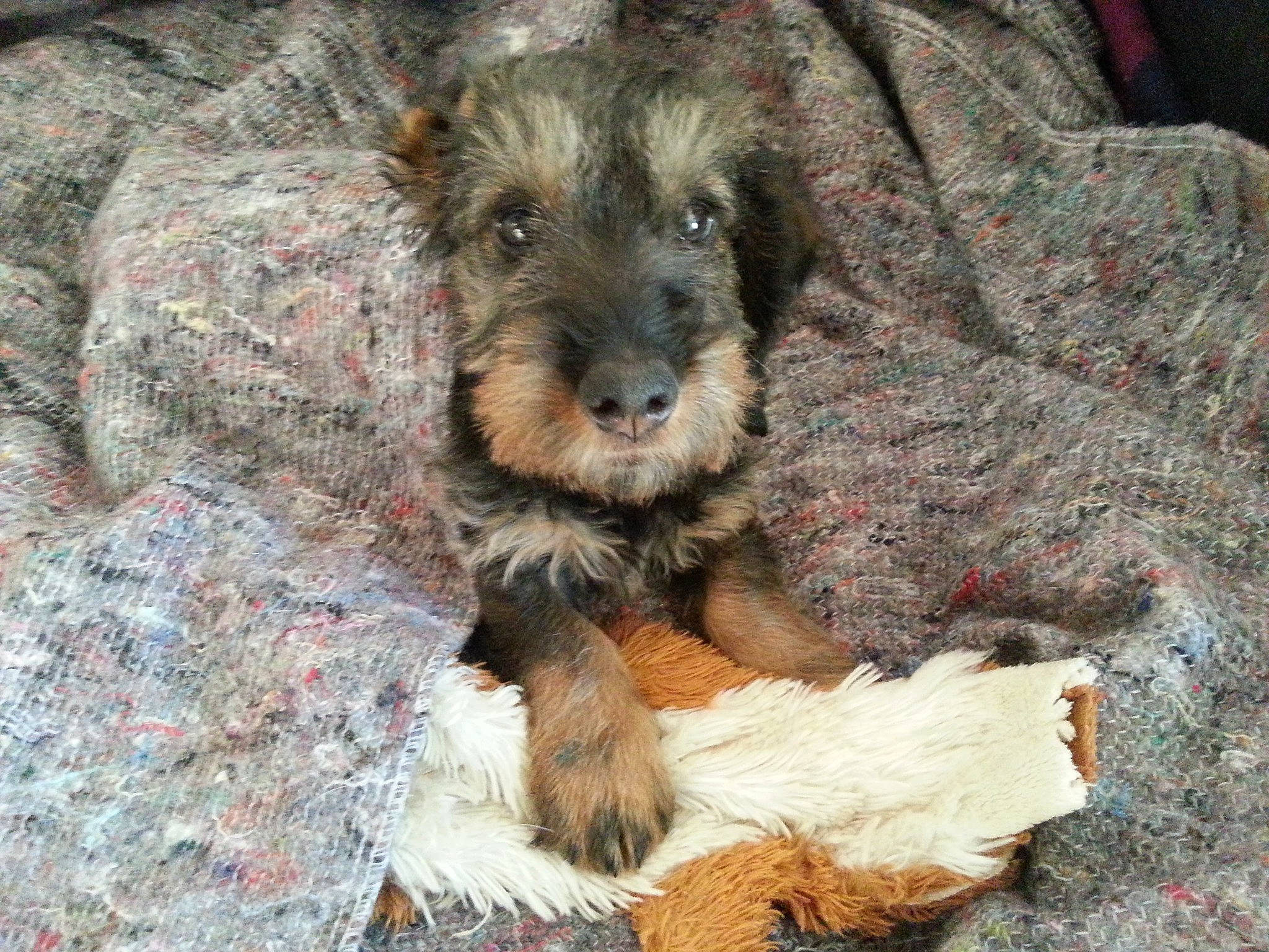 Guizmo participe au concours pour gagner de l'argent avec cette photo : bosnian_coarse_haired_hound, canidae, carnivore, companion_dog, dog, dog_breed, lakeland_terrier, mammal, miniature_schnauzer, puppy, rare_breed_dog, schnauzer, schnoodle, small_terrier, snout, sporting_group, sporting_lucas_terrier, terrier, vertebrate, welsh_terrier