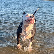 Zena is registered to the contest to win money with this photo: dog, water, splashing, chain_collar, black_and_white, outdoor, daylight, shallow_water, canine, pet, animal, playful, happy, nature, summer, beach, wet, fur, snout, tail
