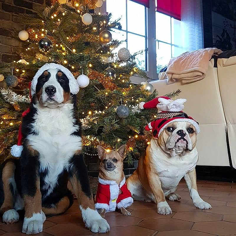 Obelix participe au concours pour gagner de l'argent avec cette photo : animal, ball, bostonbull, boxer, bulldog, canine, christmas, christmasdecorations, christmastree, dog, festival, football, frenchbulldog, pet, pitbull, plant, pottedplant, puppy, soccer, tree