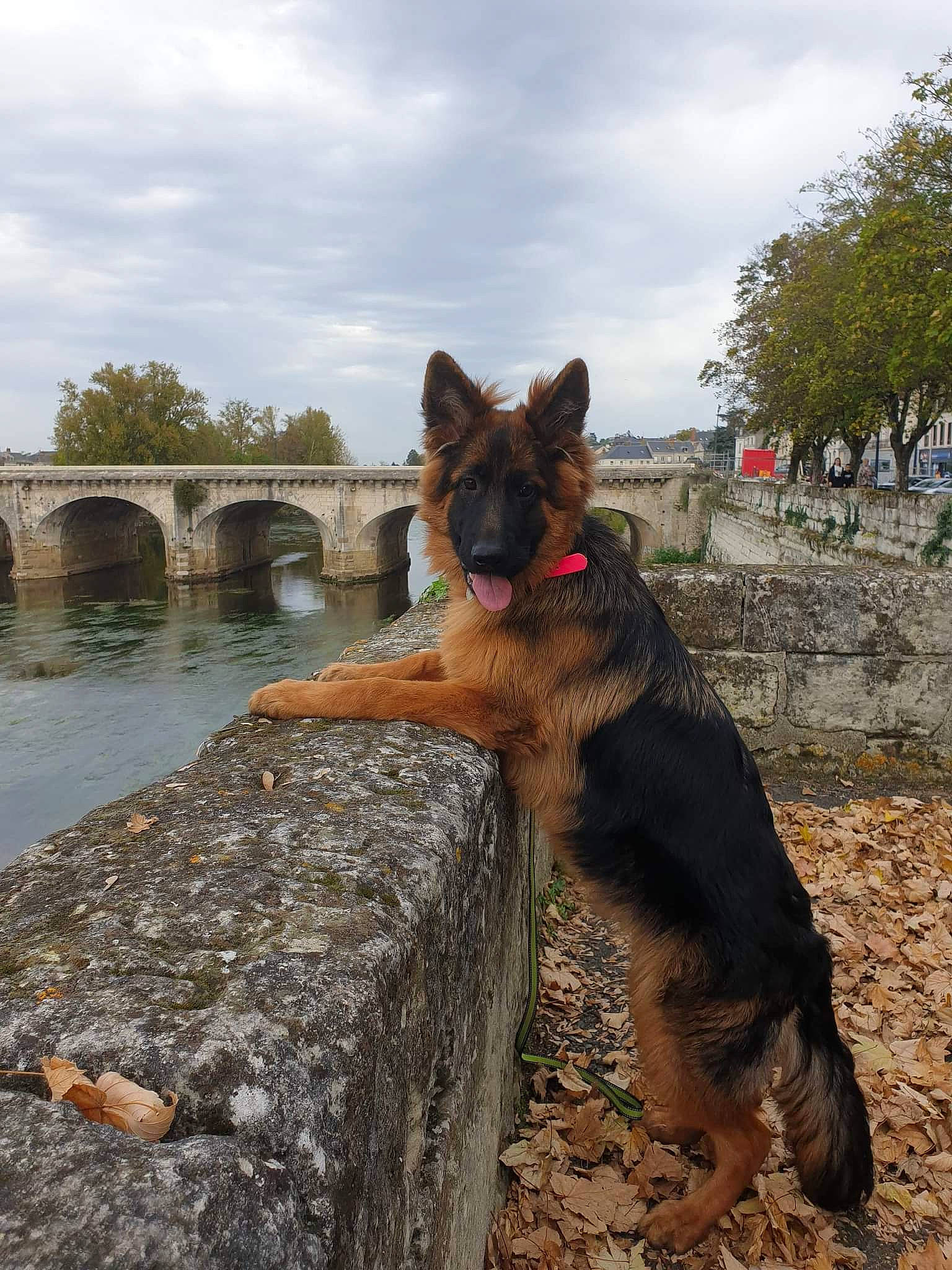 Thaïla a rejoint le concours — aidez-le/la à gagner de superbes lots ! canidae, carnivore, cloud, dog, dog_breed, dog_hiking, east_european_shepherd, german_shepherd_dog, herding_dog, king_shepherd, old_german_shepherd_dog, plant, recreation, rock, sky, sporting_group, tree, water, wood, working_animal