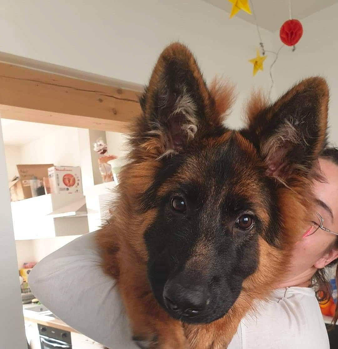 Thaïla a rejoint le concours — aidez-le/la à gagner de superbes lots ! canidae, carnivore, companion_dog, dog, dog_breed, ear, east_european_shepherd, fawn, fur, german_shepherd_dog, giant_dog_breed, herding_dog, king_shepherd, old_german_shepherd_dog, pack_animal, shelf, snout, sporting_group, working_animal, working_dog