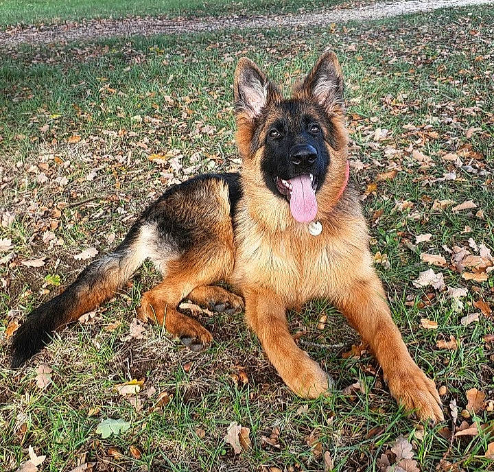 Thaïla participe au concours pour gagner de l'argent avec cette photo : art, belgian_shepherd_malinois, canidae, carnivore, companion_dog, dog, dog_breed, east_european_shepherd, fawn, german_shepherd_dog, grass, herding_dog, king_shepherd, old_german_shepherd_dog, plant, sporting_group, terrestrial_animal, tervuren, working_dog