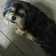 Sonni is registered to the contest to win money with this photo: dog, pet, animal, fur, black_fur, gray_fur, wooden_floor, looking_up, curious, small_dog, indoor, flooring, canine, mammal, companion, cute, portrait, furry, domestic_animal, friendly
