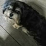 dog, pet, animal, fur, black_fur, gray_fur, wooden_floor, looking_up, curious, small_dog, indoor, flooring, canine, mammal, companion, cute, portrait, furry, domestic_animal, friendly