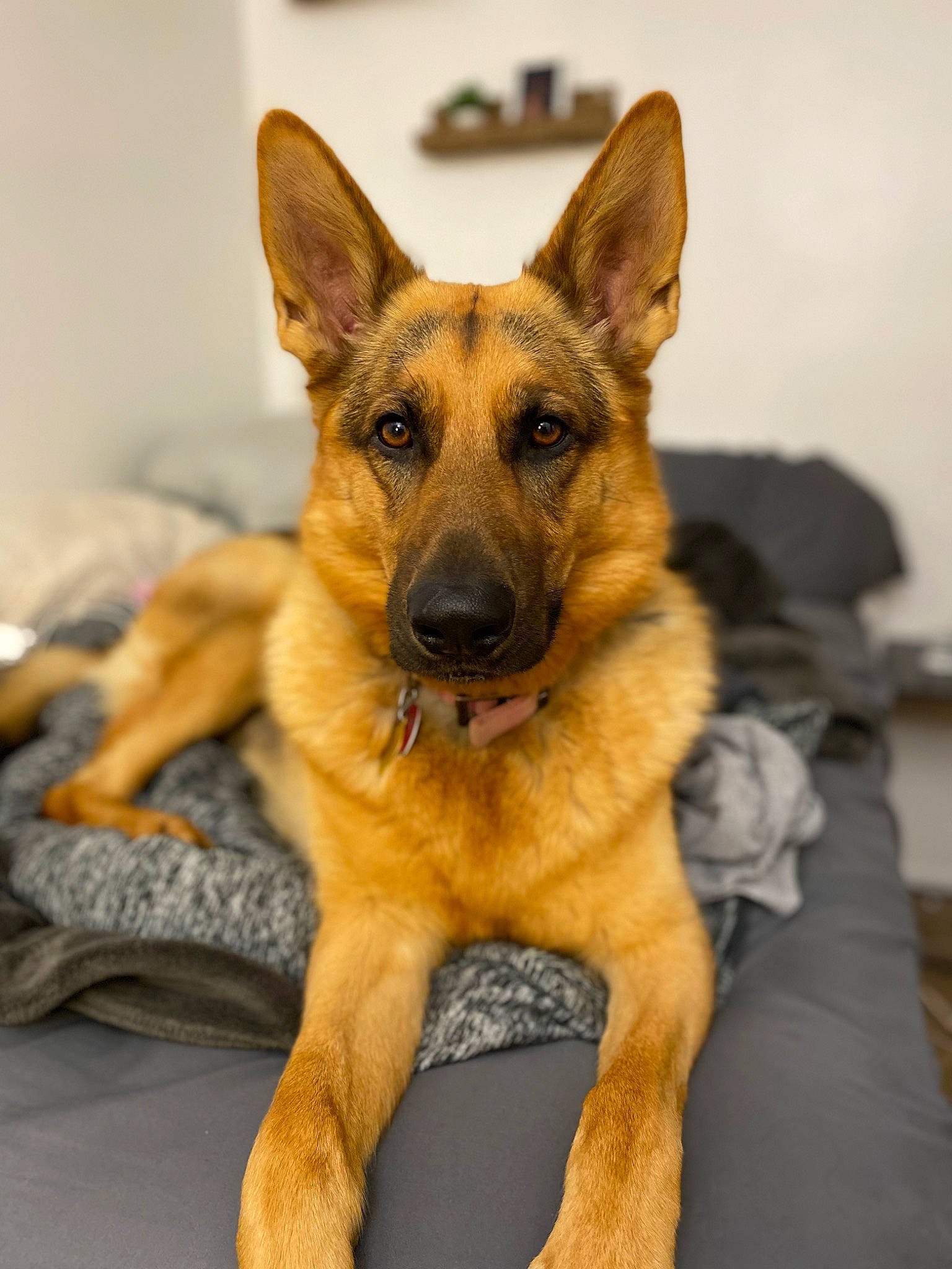 Kendall joined the competition — help win amazing prizes! belgian_shepherd_malinois, canidae, carnivore, companion_dog, dog, dog_breed, door, east_european_shepherd, fawn, fur, german_shepherd_dog, herding_dog, old_german_shepherd_dog, snout, sporting_group, terrestrial_animal, working_animal, working_dog