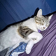 Kitty joined the competition — help win amazing prizes! cat, sleeping, tabby, white_fur, purple_blanket, blue_quilt, indoor, pet, cozy, resting, fur, whiskers, animal, cute, domestic_cat, relaxed, closeup, bedroom, nap, quiet