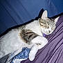 cat, sleeping, tabby, white_fur, purple_blanket, blue_quilt, indoor, pet, cozy, resting, fur, whiskers, animal, cute, domestic_cat, relaxed, closeup, bedroom, nap, quiet