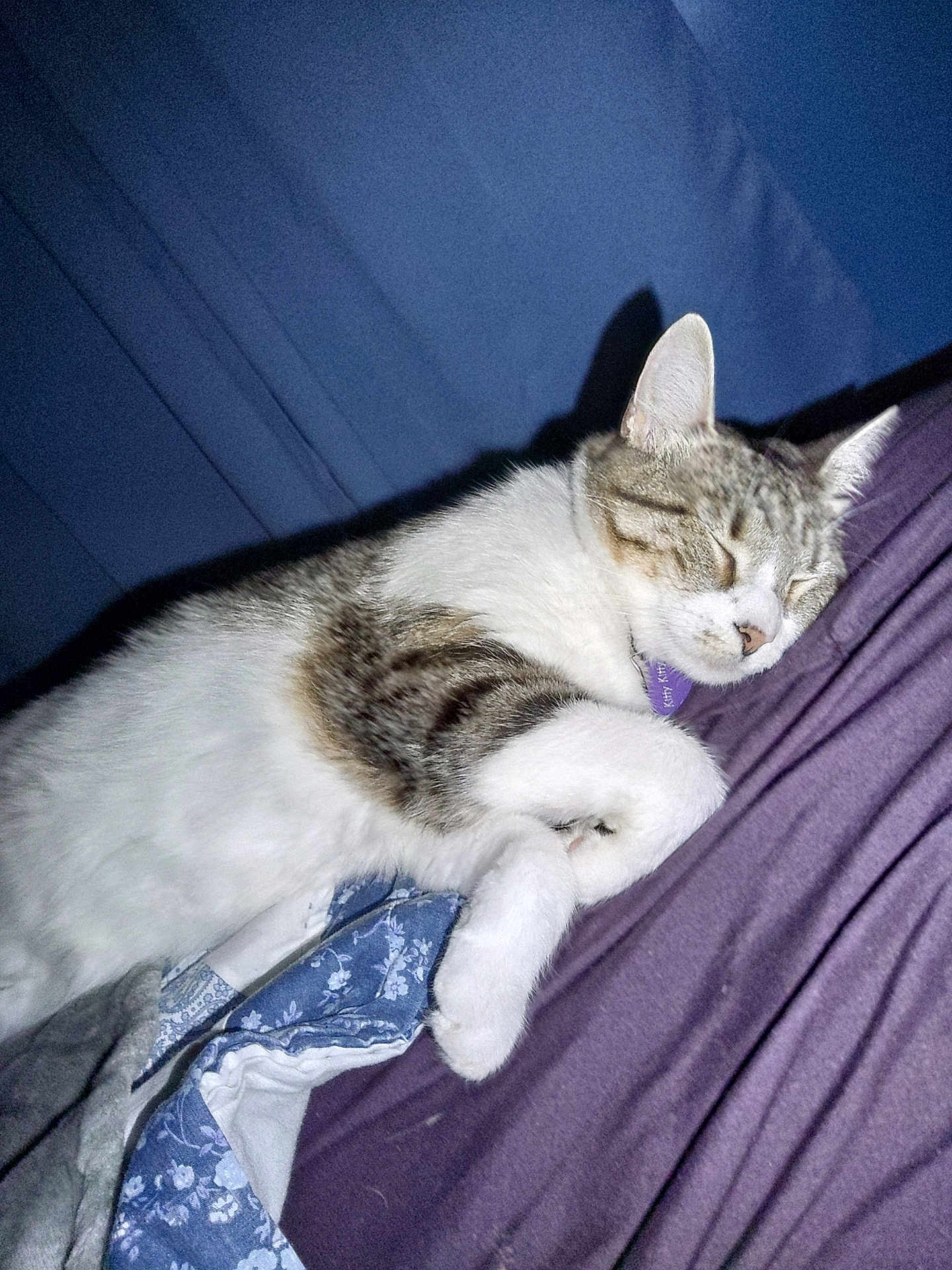 Kitty