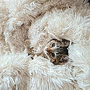 Leia a rejoint le concours — aidez-le/la à gagner de superbes lots ! animal, blanket, cat, comfort, cozy, cute, face, fluffy, fur, indoor, kitten, pet, playful, resting, sleeping_area, soft, tabby, warm, whiskers, young