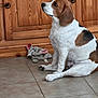 Tina a rejoint le concours — aidez-le/la à gagner de superbes lots ! dog, beagle, indoor, wooden_cabinet, tile_floor, toy, plush_toy, pet, brown_and_white, sitting, side_profile, ears, cute, domestic_animal, floor, fur, looking_up, animal, companion, house