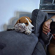 Tina a rejoint le concours — aidez-le/la à gagner de superbes lots ! dog, plush_toy, couch, sofa, relaxing, pet, indoor, furniture, human_arm, watching, resting, brown_and_white_dog, stuffed_animal, home, comfort, paws, side_view, person, watchful, casual