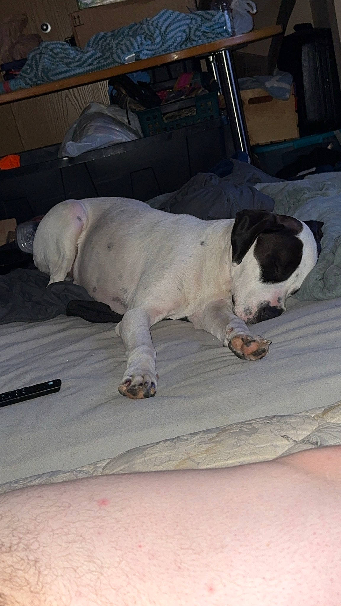 Maverick is registered to the contest to win money with this photo: canidae, carnivore, collar, comfort, companion_dog, concrete, dog, dog_breed, fawn, flooring, foot, non_sporting_group, paw, puppy, road_surface, sidewalk, sporting_group, tail, working_animal