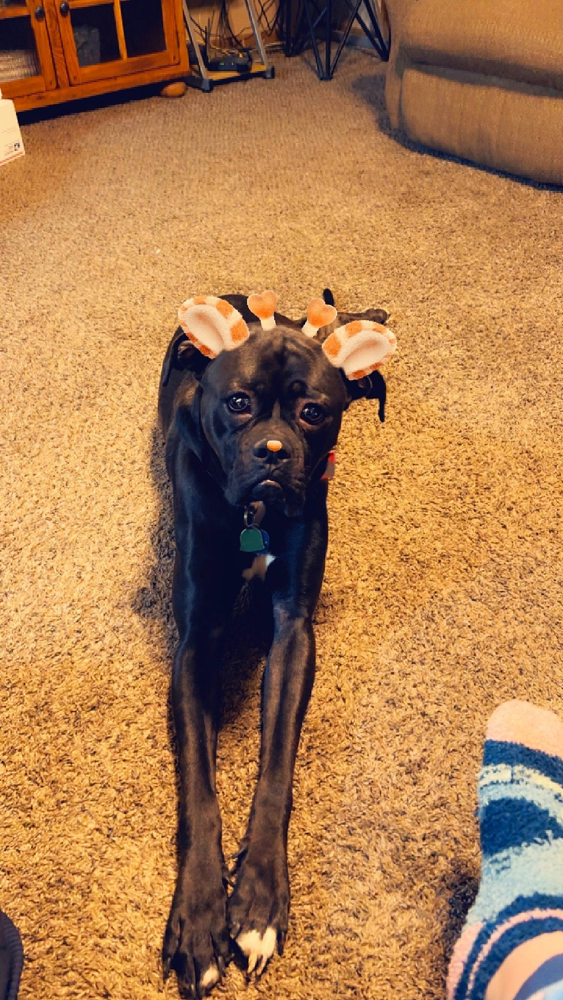 Lucifer is registered to the contest to win money with this photo: canidae, carnivore, collar, companion_dog, dog, dog_breed, dog_collar, fawn, flooring, guard_dog, liver, shadow, snout, soil, sporting_group, tail, terrestrial_animal, window, working_animal, working_dog