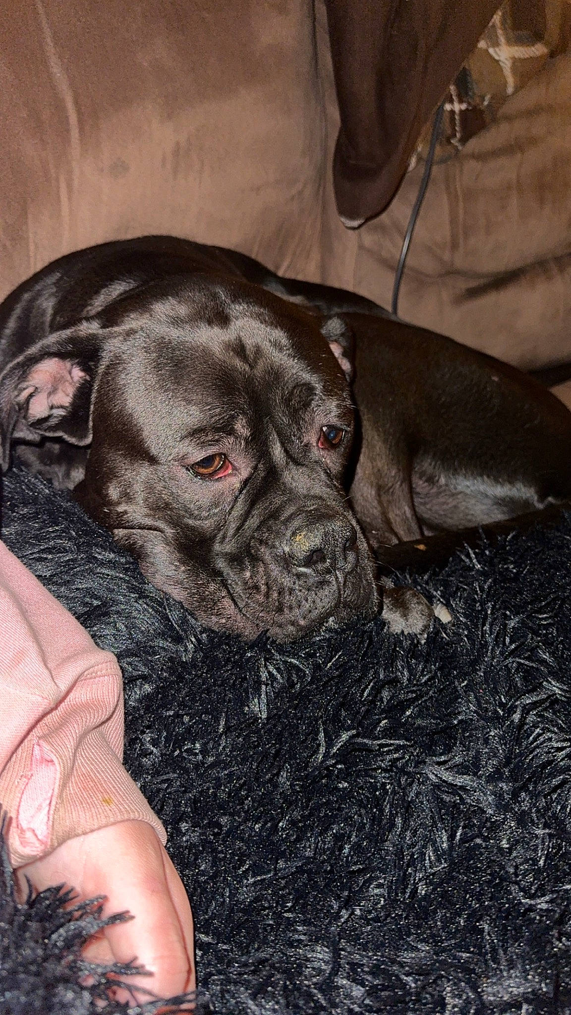 Lucifer is registered to the contest to win money with this photo: bulldog, canidae, carnivore, companion_dog, dog, dog_breed, fawn, flesh, fur, grass, liver, molosser, pug, soil, sporting_group, terrestrial_animal, toy_dog, whiskers, working_animal, wrinkle