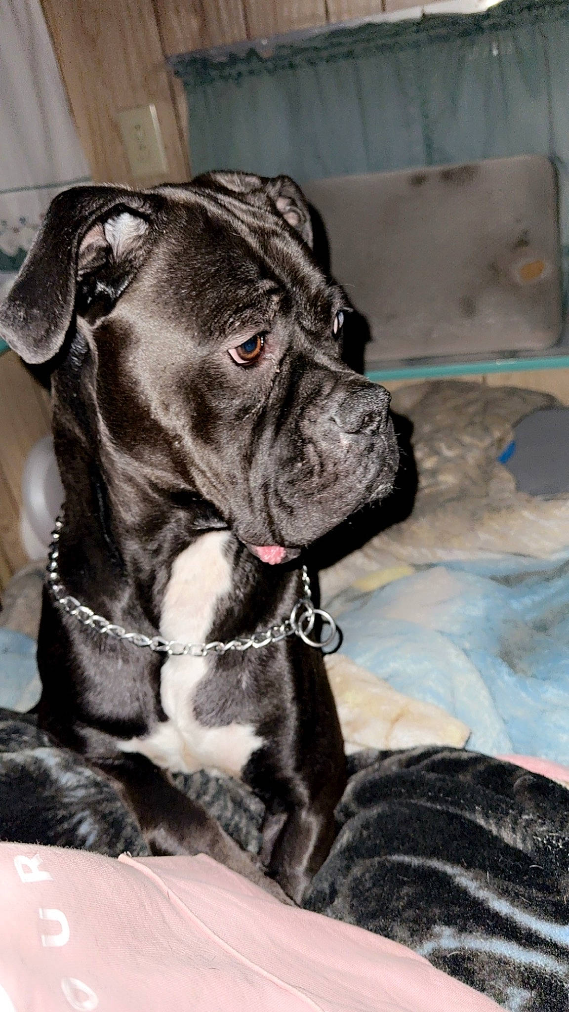 Lucifer joined the competition — help win amazing prizes! boxer, canidae, carnivore, collar, comfort, companion_dog, dog, dog_breed, dog_collar, fawn, fur, guard_dog, liver, molosser, pet_supply, sporting_group, whiskers, working_animal, working_dog, wrinkle