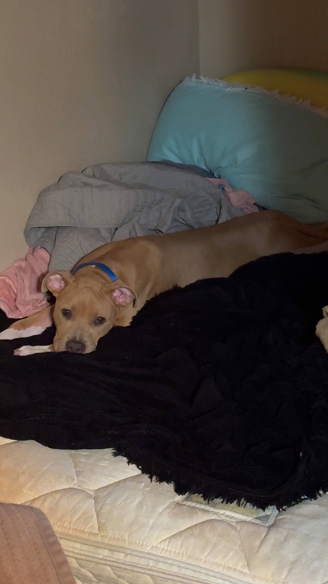 Gater is registered to the contest to win money with this photo: bed, bedding, brown, canidae, carnivore, comfort, companion_dog, dog, dog_breed, dog_supply, fawn, flooring, fur, hardwood, linens, pet_supply, sporting_group, tail, wood, working_animal