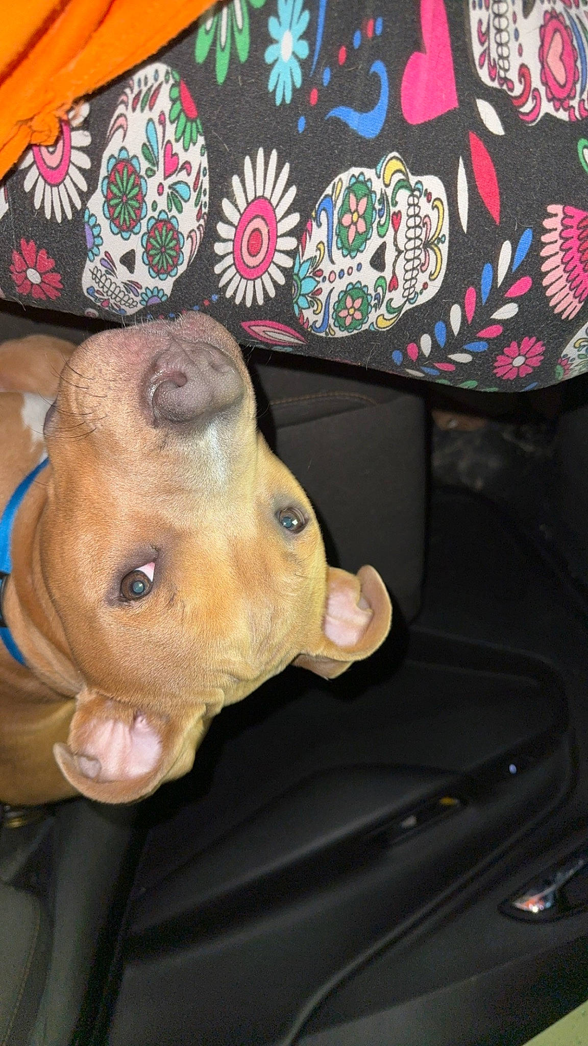 Gater joined the competition — help win amazing prizes! art, bag, canidae, carnivore, dog, dog_breed, fashion_accessory, fawn, pattern, pink, sleeve, snout, sporting_group, stuffed_toy, textile, toy, visual_arts, whiskers, working_animal, wrinkle