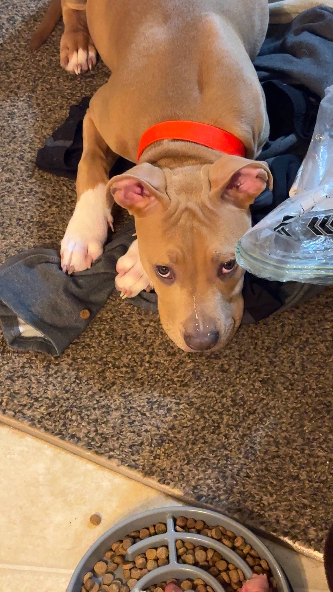 Gater is registered to the contest to win money with this photo: ancient_dog_breeds, canidae, carnivore, companion_dog, dog, dog_breed, fawn, flooring, fun, fur, guard_dog, human_leg, non_sporting_group, paw, plastic_bag, snout, sporting_group, toy_dog, whiskers, working_animal