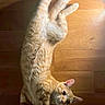 cat, ginger_cat, pet, animal, wooden_floor, light, shadow, relaxed, stretching, fur, cute, indoor, flooring, whiskers, ears, paws, curious, domestic_cat, mammal, sleepy