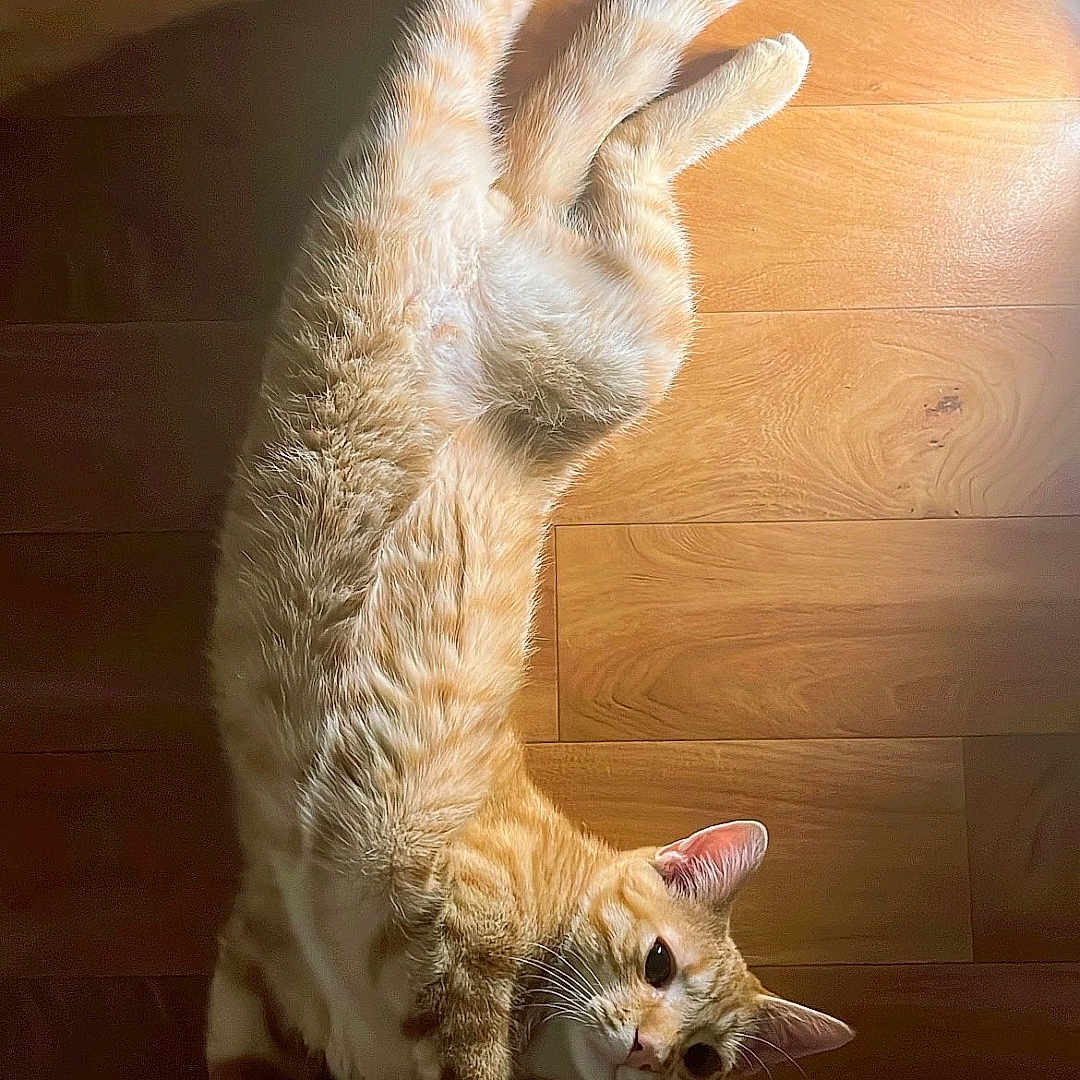 Poupou a rejoint le concours — aidez-le/la à gagner de superbes lots ! cat, ginger_cat, pet, animal, wooden_floor, light, shadow, relaxed, stretching, fur, cute, indoor, flooring, whiskers, ears, paws, curious, domestic_cat, mammal, sleepy