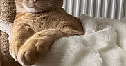 Poupou a rejoint le concours — aidez-le/la à gagner de superbes lots ! cat, orange_tabby, cat_tree, blanket, indoor, pet, feline, cozy, relaxed, looking_at_camera, plush, white_blanket, radiator, home, animal, cute, resting, portrait, domestic_cat, fur