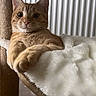 cat, orange_tabby, cat_tree, blanket, indoor, pet, feline, cozy, relaxed, looking_at_camera, plush, white_blanket, radiator, home, animal, cute, resting, portrait, domestic_cat, fur