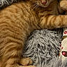 Poupou participe au concours pour gagner de l'argent avec cette photo : cat, kitten, orange_tabby, sleeping, cozy, fluffy_blanket, soft_texture, pet, cute, relaxed, fur, whiskers, nap, domestic_animal, animal, indoor, resting, paw, closeup, adorable