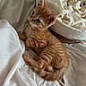 kitten, cat, orange_tabby, pet, bed, blanket, basket, indoor, resting, cute, feline, fur, whiskers, playful, young, animal, cozy, soft, sleepy, domestic