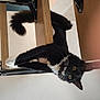 Athos participe au concours pour gagner de l'argent avec cette photo : acrobatic, animal, balcony, black_and_white, cat, climbing, curious, cute, feline, fur, house, indoor, metal, pet, playful, stairs, tail, whiskers, wood, yellow_eyes