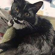 Athos participe au concours pour gagner de l'argent avec cette photo : black_and_white, cat, close_up, curious, domestic_animal, food_packaging, fur, household_items, indoor, kitchen, looking_up, mug, pet, relaxed, sitting, table, texture, tuxedo_cat, whiskers, yellow_eyes