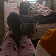 Cookie Neave joined the competition — help win amazing prizes! cat, kitten, pajamas, hello_kitty, legs, bedroom, bed, blanket, window, curtains, pillow, furniture, indoors, cozy, tabby, person, floor, soft_lighting, blur, curiosity