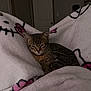 Cookie Neave joined the competition — help win amazing prizes! kitten, tabby, cat, sleepy, blanket, hello_kitty, soft, cozy, indoor, pet, fur, cute, resting, animal, comfort, home, nap, feline, young_cat, relaxed